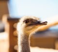 ostrich bird head and neck front portrait in the park Royalty Free Stock Photo