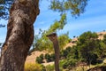 Ostrich bird head and neck front portrait in the park Royalty Free Stock Photo