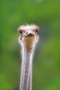 Ostrich bird head and neck front portrait Royalty Free Stock Photo