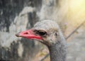 Ostrich bird head and neck front portrait in the park Royalty Free Stock Photo