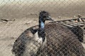 Ostrich bird head and neck front portrait in the park , Closeup Ostrich with red eyes and black head amazing view with detailed Royalty Free Stock Photo