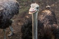 Ostrich bird head and neck front portrait in the park. Curious african ostrich walking at the ostrich farm. Royalty Free Stock Photo