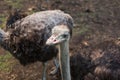 Ostrich bird head and neck front portrait in the park. Curious african ostrich walking at the ostrich farm. Royalty Free Stock Photo