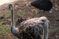 Ostrich bird head and neck front portrait in the park. Curious african ostrich walking at the ostrich farm. Royalty Free Stock Photo