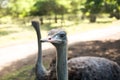 Ostrich bird head and neck front portrait in the park. Curious african ostrich walking at the ostrich farm. Royalty Free Stock Photo