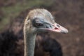 Ostrich bird head and neck front portrait in the park. Curious african ostrich walking at the ostrich farm. Royalty Free Stock Photo