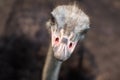 Ostrich bird head and neck front portrait in the park. Curious african ostrich walking at the ostrich farm. Royalty Free Stock Photo