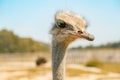 Ostrich bird head and neck front portrait in the park Royalty Free Stock Photo