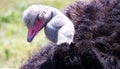 Ostrich bird head and neck portrait on nature Royalty Free Stock Photo