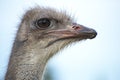 Ostrich bird head. Royalty Free Stock Photo