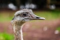 Ostrich bird head up close profile side view