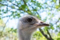 Ostrich bird head in the zoo, close up