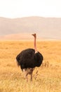 Ostrich bird in the Ngorongoro crater National Park. Safari Tours in Savannah of Africa. Beautiful wildlife in Tanzania, Africa