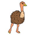 Ostrich Bird Poultry beast icon cartoon design abstract illustration animal