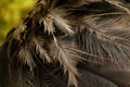 Ostrich bird textured feathers, Bird feathers. Royalty Free Stock Photo