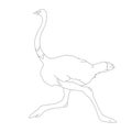 Ostrich  bird, vector illustration,  lining draw Royalty Free Stock Photo