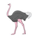 Ostrich Bird Vector Illustration Royalty Free Stock Photo