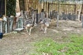 ostrich birds animal at Korat zoo. Royalty Free Stock Photo