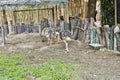 ostrich birds animal at Korat zoo. Royalty Free Stock Photo