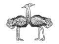 Ostrich birds love couple hug sketch vector