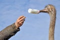 Ostrich with bottle for feeding Royalty Free Stock Photo