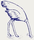 Ostrich burying its head in sand Royalty Free Stock Photo