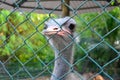 A ostrich in cage Royalty Free Stock Photo