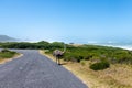 Ostrich in the cape of Good Hope mountain Reserve Royalty Free Stock Photo