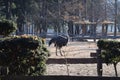 Ostrich captured in Nami Island