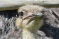 Ostrich catching a fly