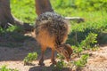 Ostrich Chic Feeding