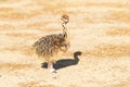 Ostrich chick