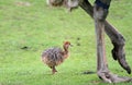 Ostrich Chick Royalty Free Stock Photo