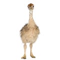 Ostrich Chick