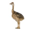 Ostrich Chick Royalty Free Stock Photo