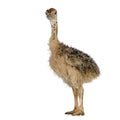 Ostrich Chick