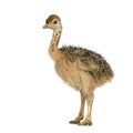 Ostrich Chick