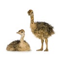 Ostrich Chick