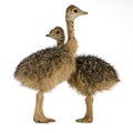 Ostrich Chick Royalty Free Stock Photo