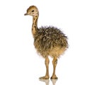 Ostrich Chick Royalty Free Stock Photo