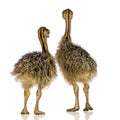 Ostrich Chick Royalty Free Stock Photo