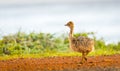 Ostrich Chick Royalty Free Stock Photo