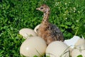 Ostrich chick hatched from an egg Royalty Free Stock Photo