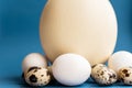 Ostrich, chicken and quail eggs on a classic blue background. Large ostrich egg in an upright position on a blue Royalty Free Stock Photo