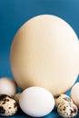 Ostrich, chicken and quail eggs on a classic blue background. Large ostrich egg in an upright position on a blue Royalty Free Stock Photo