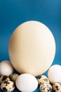 Ostrich, chicken and quail eggs on a classic blue background. Large ostrich egg in an upright position on a blue Royalty Free Stock Photo