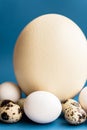 Ostrich, chicken and quail eggs on a classic blue background. Large ostrich egg in an upright position on a blue Royalty Free Stock Photo