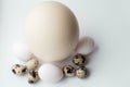 Ostrich, chicken and quail eggs on a white background. Large ostrich egg in an upright position on a blue background Royalty Free Stock Photo