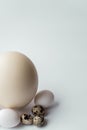 Ostrich, chicken and quail eggs on a white background. Large ostrich egg in an upright position on a blue background Royalty Free Stock Photo