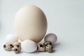 Ostrich, chicken and quail eggs on a white background. Large ostrich egg in an upright position on a blue background Royalty Free Stock Photo